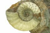 Calcite-Replaced Ammonite (Aegasteroceras) Fossil - England #351251-1